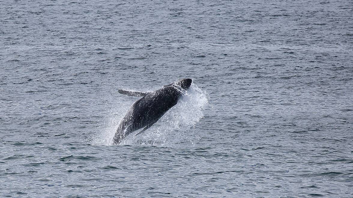 A humpback whale calf torpedoes in the air. Photo: Maree Jackson of Ocean View Photography. 