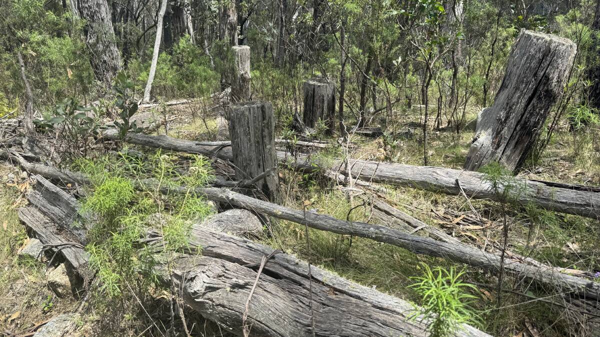 Many of the World War Two tank traps in South East Forest National Park near Cathcart are now overgrown by scrub. Picture by Tim the Yowie Man