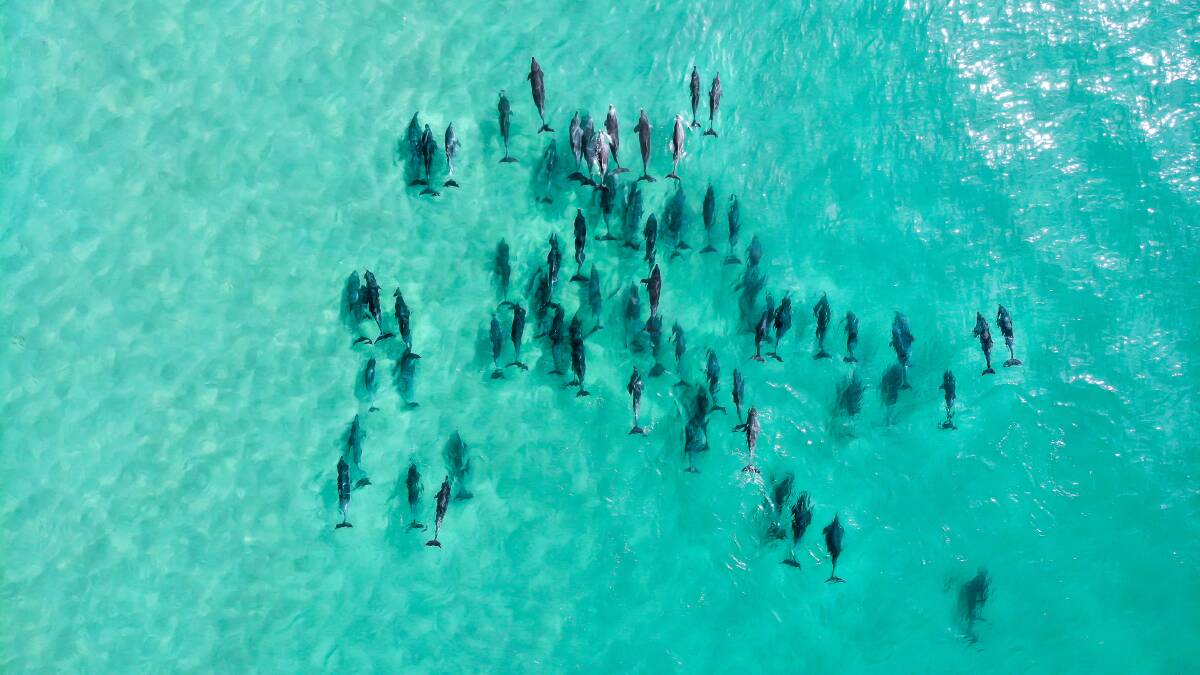 EYE IN THE SKY: Lili Kablau snapped this pod of dolphins off Dolphin Point recently. Photo: Lili Kablau