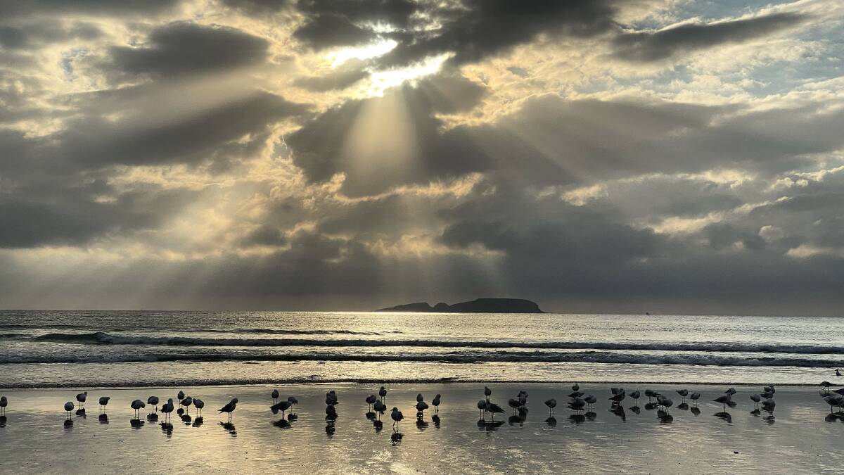 Gulls on Surf Beach. Send your photos to community.eurobodalla@austcommunitymedia.com.au