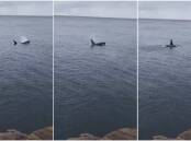 Footage of a killer whale coming in close to shore at Eden over Eastewr.