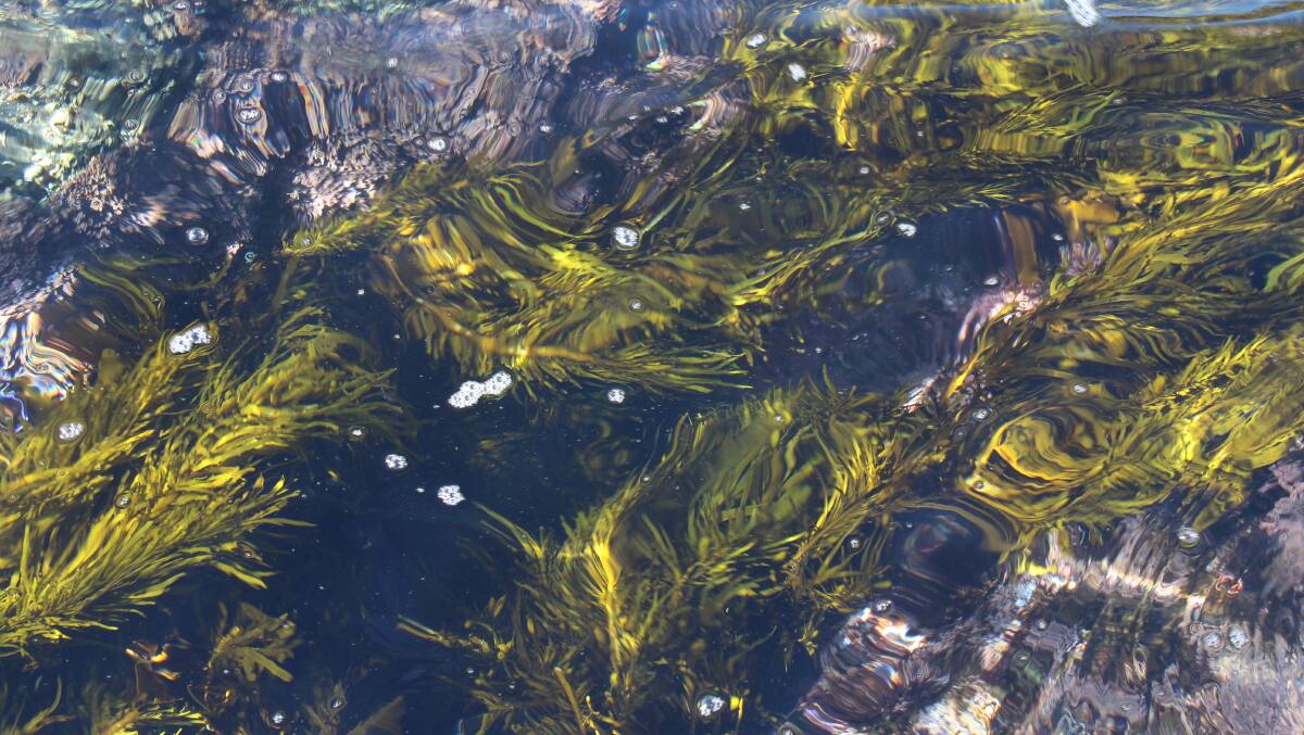 Pic of the week: Seaweed floating in the water at North Head Beach, Murramarang National Park.