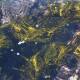 Pic of the week: Seaweed floating in the water at North Head Beach, Murramarang National Park.