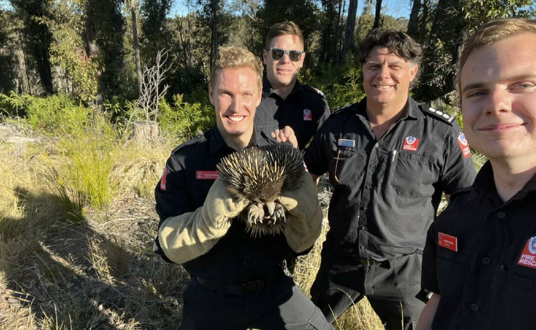 The crew from Fire and Rescue Batemans Bay are on hand to help all creatures great and small They are picture after recently moving an echidna off the road.