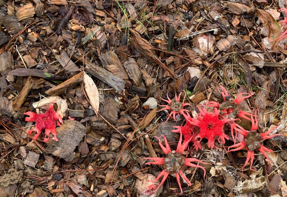 Pic of the week: Strange fungi has become a by-product of the heavy rain. Commonly known as the anemone stinkhorn is well-known for its foul odour.