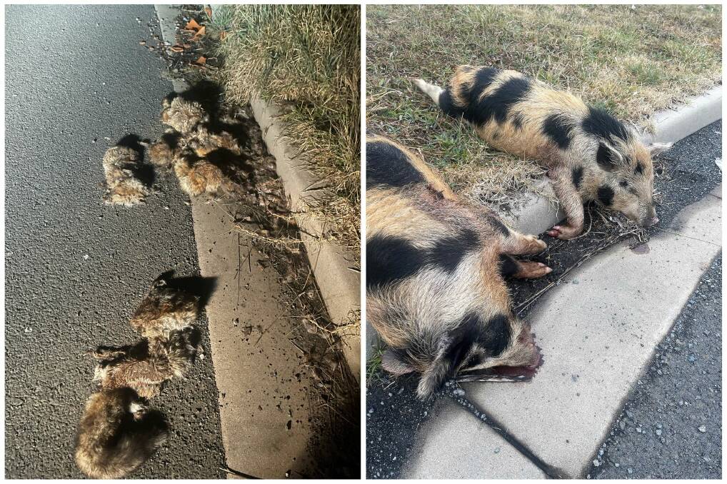 DISGUSTING DISCOVERY: Fox skins and pigs dumped at Fife Place. Photo: Sean Herrett