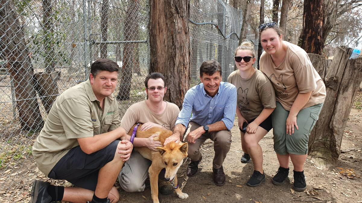 Dingo Sanctuary Bargo is dedicated to keeping and breeding up to 32 Australian native dingoes as a pure species. File picture