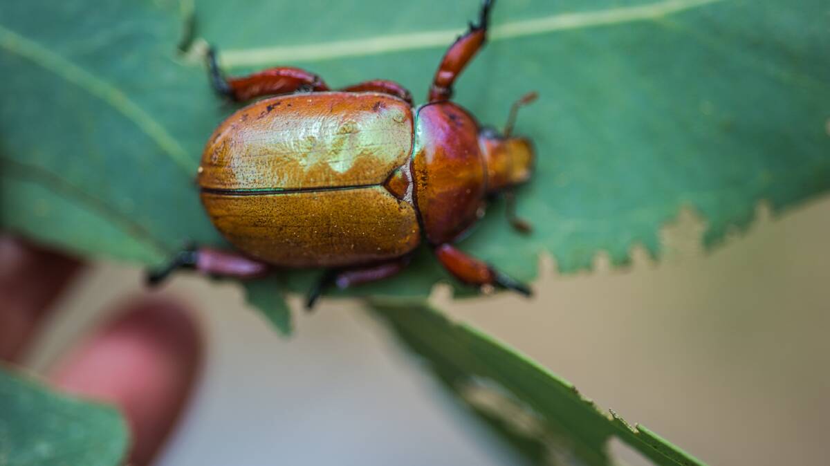 Seen many Christmas beetles yet?