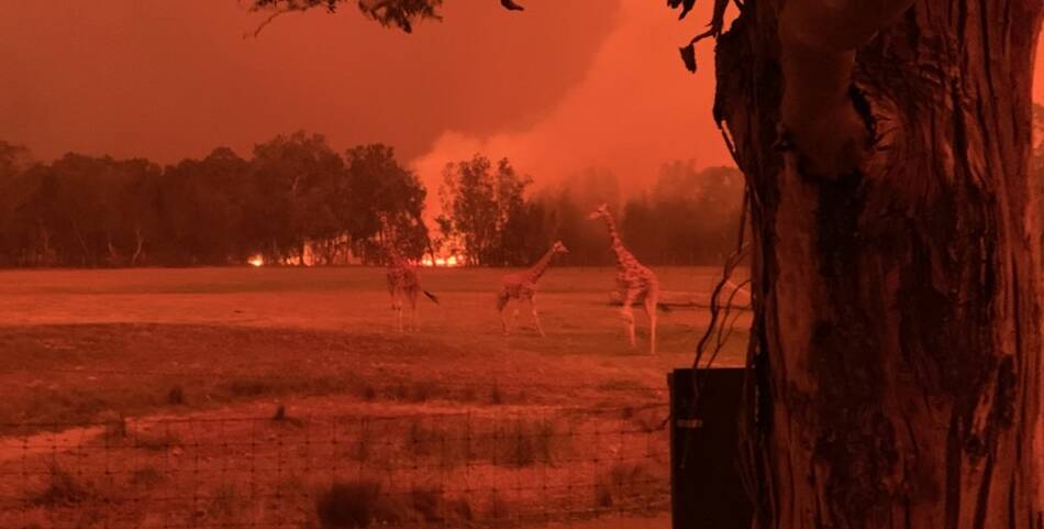 Giraffe at the Mogo Wildlife Park as a bushfire approached. Picture: Chad Staples