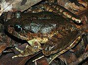 Populations of the Stuttering Frog, 'Mixophyes balbus' are declining along the east coast of NSW .