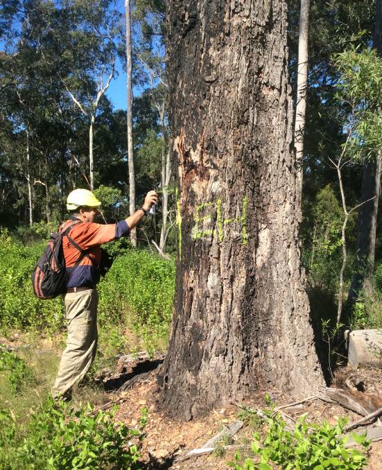 TREE TAG: Forestry corporation lead tech Phil Goldberg took a treeumphant 14,460 steps while out marking habitat during a recent work shift.