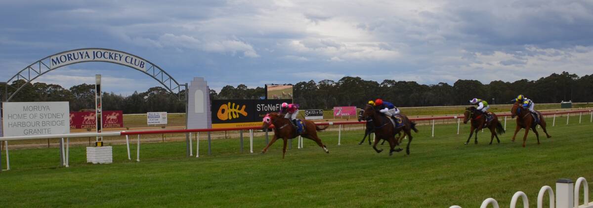 ALMOST THERE: the Chicka Pearson trained All Bear leads the field to win the first race of the day at the Moruya Jockey Club.