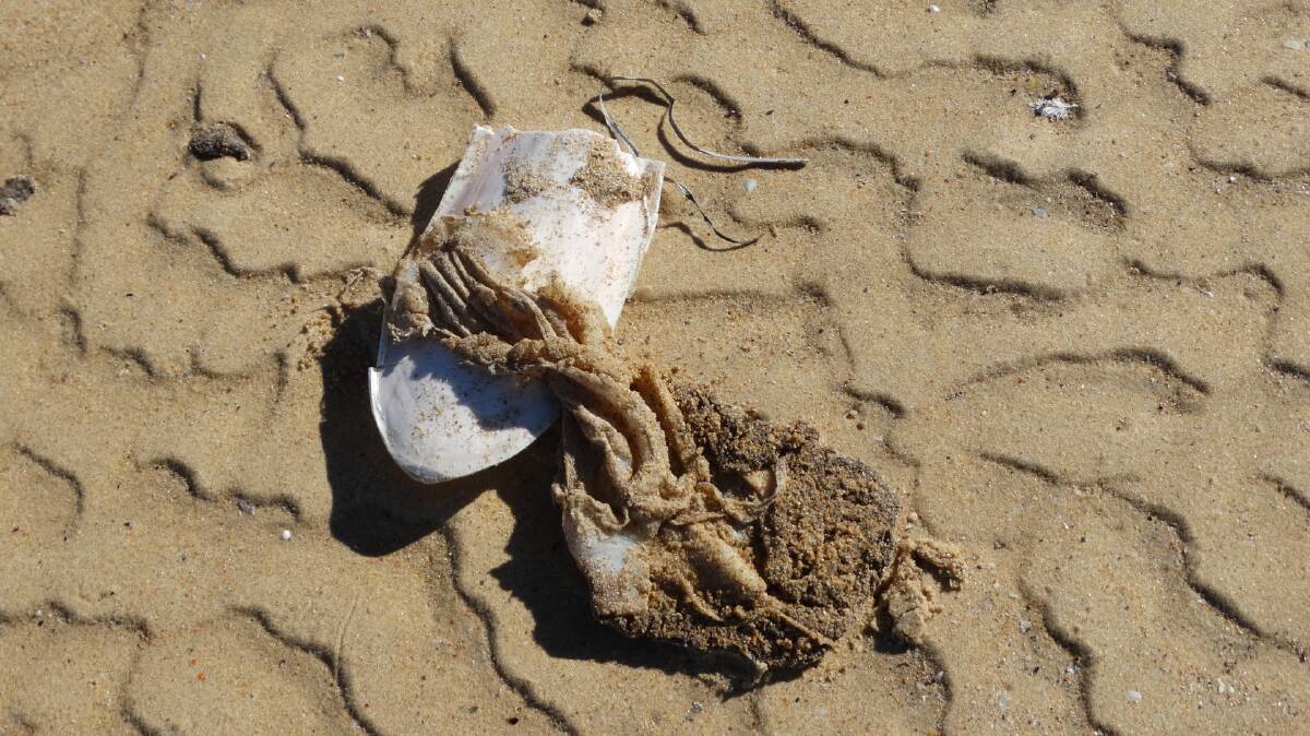 Cuttlefish remains. Photo Jane Elek.