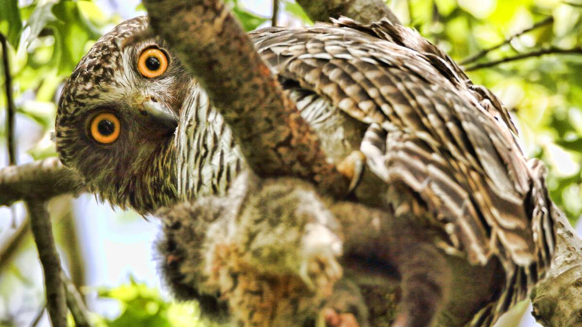 Powerful owls are one of the iconic species found in the State Forests of south-east NSW. Conservationists want logging to stop when forestry agreements expire in 2019 and 2021.