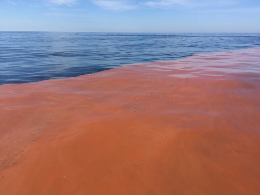 South Coast red tide is algae that turns bright blue at night, Bay  Post-Moruya Examiner