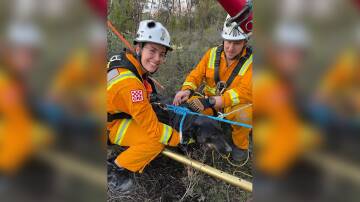 LUCKY PUP: A black kelpie was rescued from a five-metre mine shaft by Bendigo SES, Huntly CFA and the CFA's Oscar 1 mine rescue team. Picture: SUPPLIED