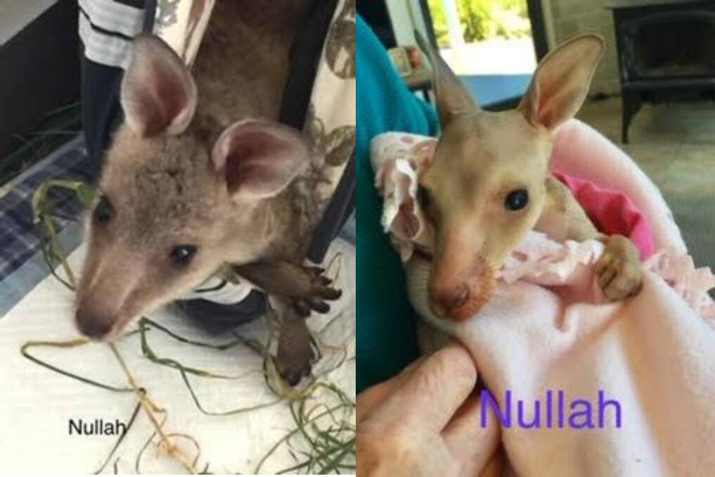 Nullah the kangaroo when he was younger. Pictures: Supplied 