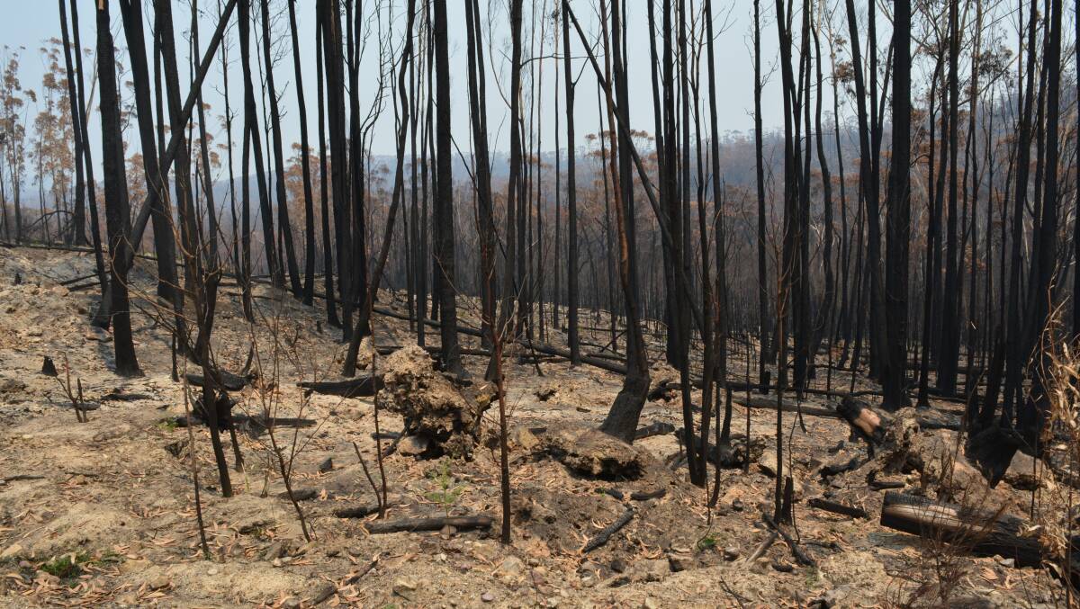 Burnt forest at Kiah, south of Eden. Picture: Ben Smyth 