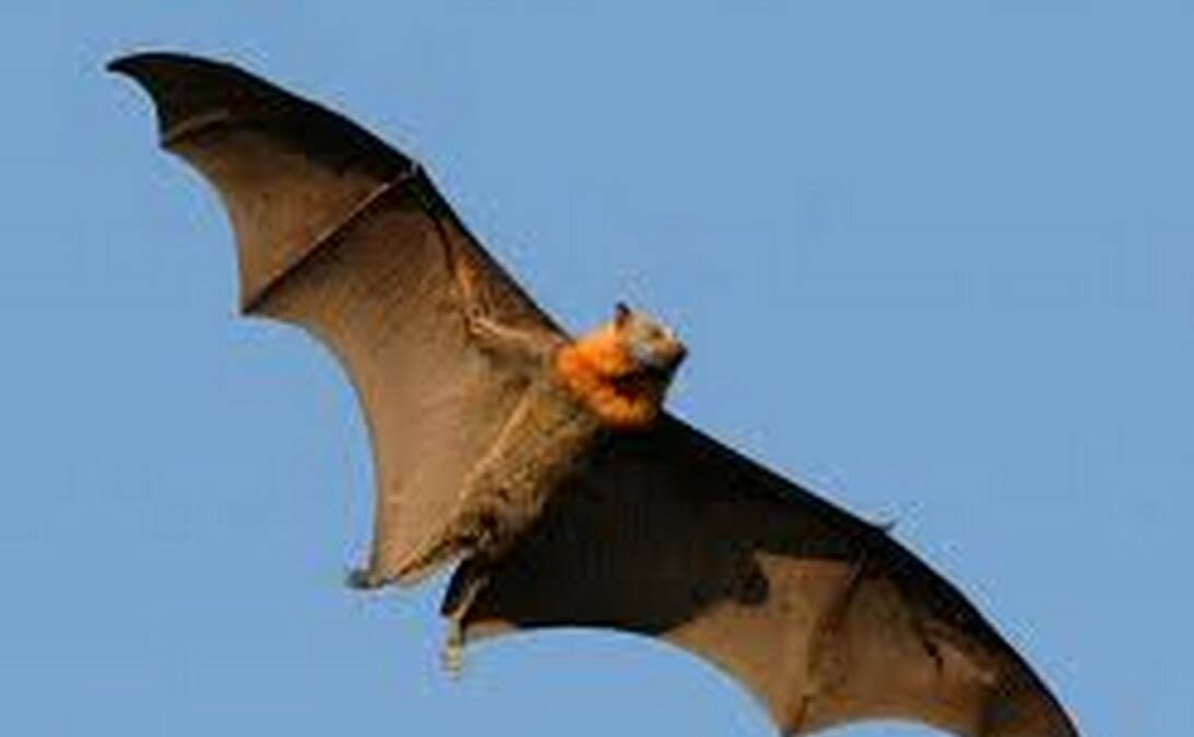 STILL THERE: Flying Foxes continue to wreak havoc in suburban areas throughout the Eurobodalla.