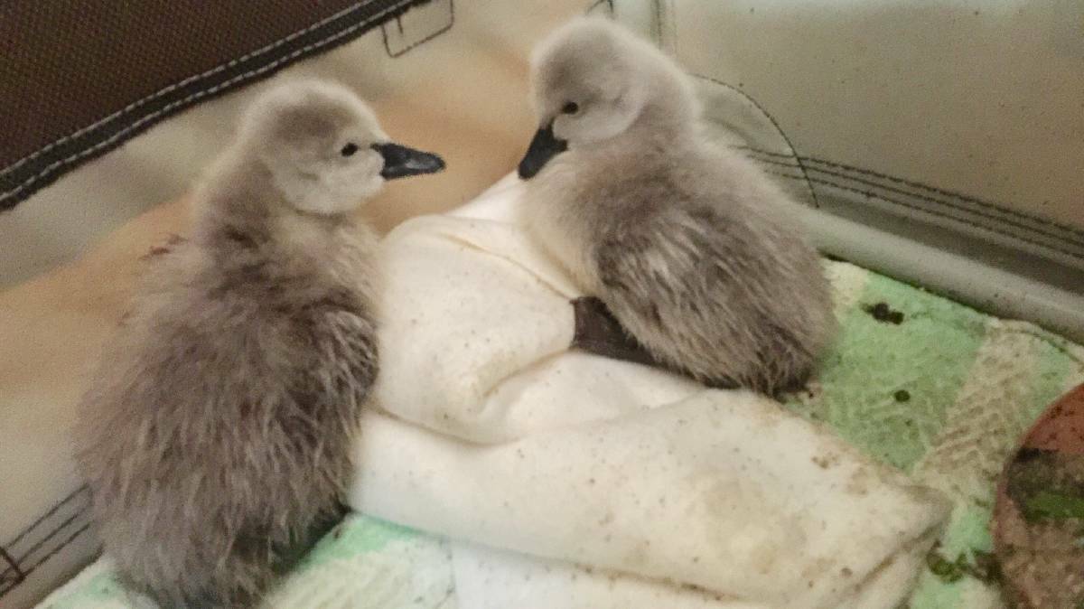 The black swan siblings when they were first rescued from Cormorant Beach, Bawley Point. Picture: Zora Brown. 