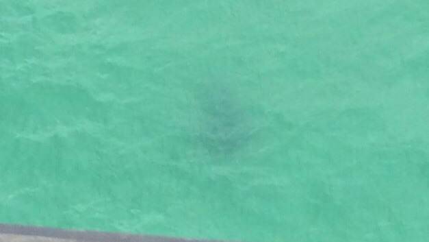 This image was taken from the Westpac Lifesaver Helicopter, who spotted the shark. 