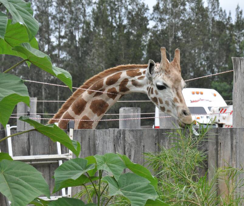 Mogo Zoo's newest arrival, Mtundu, the 18-month-old giraffe, is settling in well to his new home, zookeepers say.
