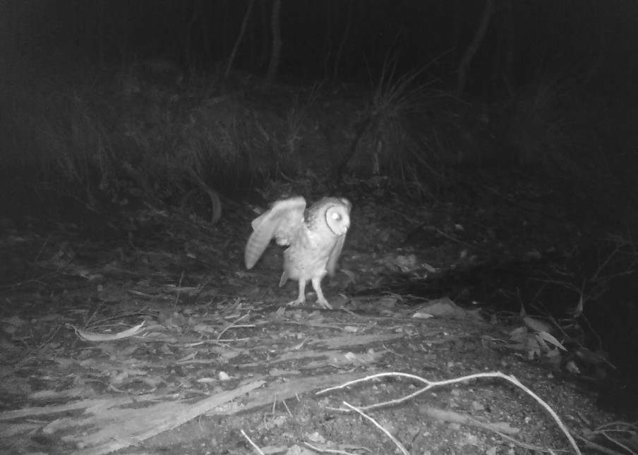 OWL CONCERNS: The sighting of a vulnerable masked owl at the site of a logging operation in Corunna Forest has sparked concern from environmental activists.