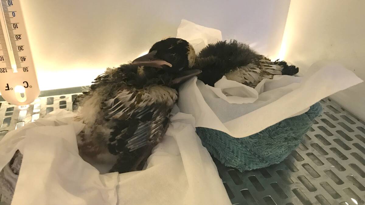 SAFE AND SOUND: Rescued magpie chicks get a second chance of survival in the WIRES Far South Coast incubator. Photo: Sandy Collins.