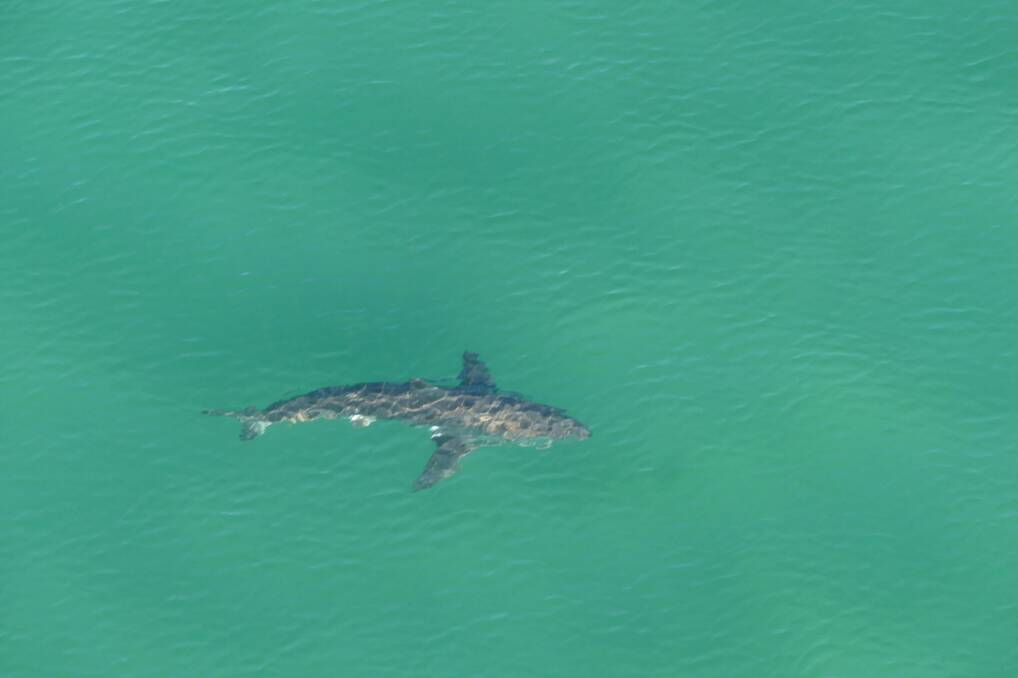 The 2.5 metre white shark spotted between North Head and Broulee Beach on Wednesday morning. Photo supplied by DPI.