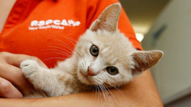 FUREVER HOME: Eurobodalla RSPCA is calling for foster carers to lend a hand as NSW celebrates a record-breaking number of pet adoptions in February during the Clear the Shelter campaign.