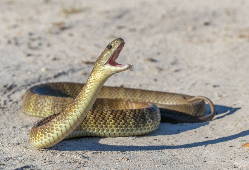 SNAKE BITE: A tiger snake, like the one believed to have bitten a man on the leg in Mossy Point on Saturday, January 12. File photo.