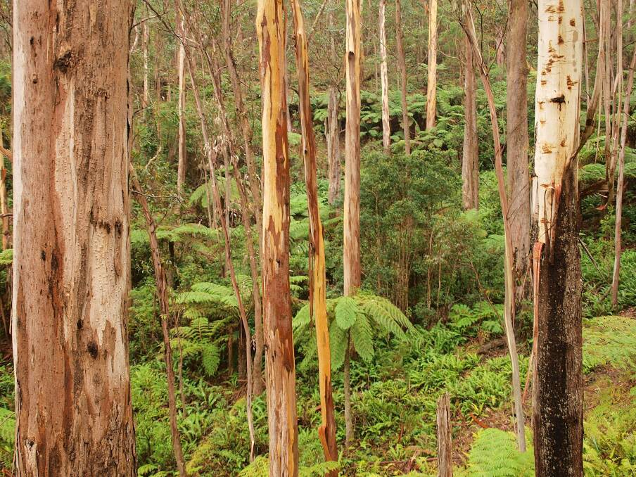PLANS DEFENDED: NSW Forestry Corporation has defended its Mogo State Forest harvest plans after NSW Greens MP Dawn Walker called for the "urgent suspension" of the operation.