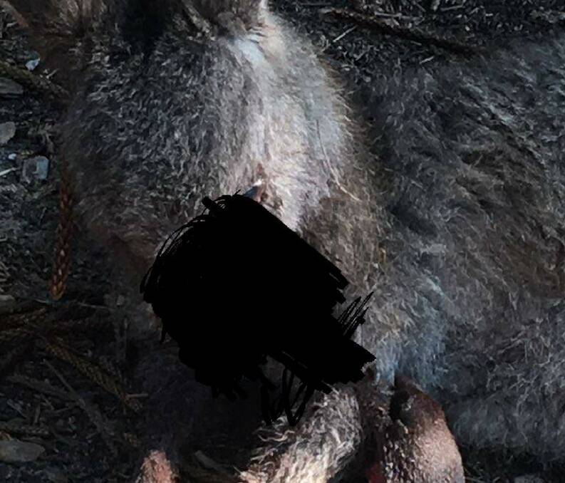 CARERS' PLEA: Wildlife carers are appealing for help to track down those believed responsible for an attack on a kangaroo at South Durras. Image has been censored.