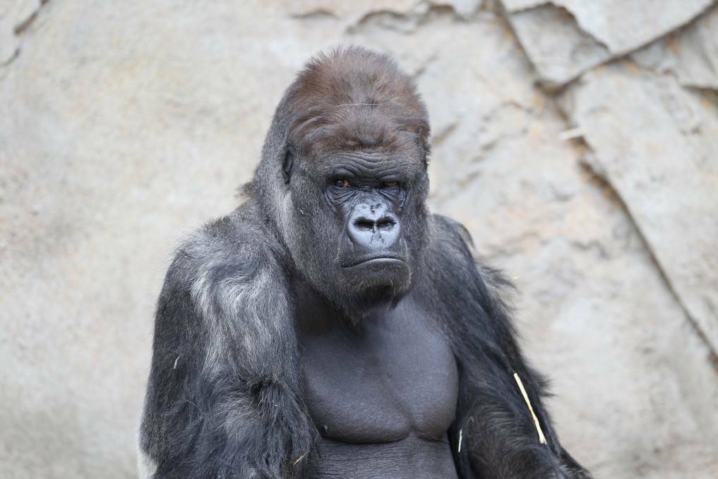 BIRTHDAY BOY: Mogo Zoo's resident silverback, Kibabu will celebrate his 40th birthday on Thursday, May 22.