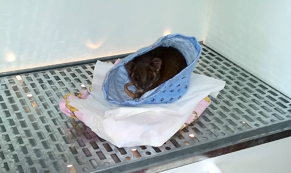 WARM HOME: An orphaned ringtail possum snuggles up in the new incubator donated to WIRES Far South Coast. Photo: Sandy Collins.