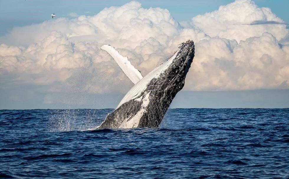 DISTANCE: Boats and other motorised vessels must stay at least 100 metres from an adult whale and this increases up to 300 metres if a calf is present. Photo: Heather Rose Dreamstime