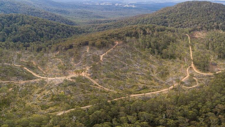 Logging sites in the Tallaganda State Forest as seen by drone photography. Picture by WWF. 