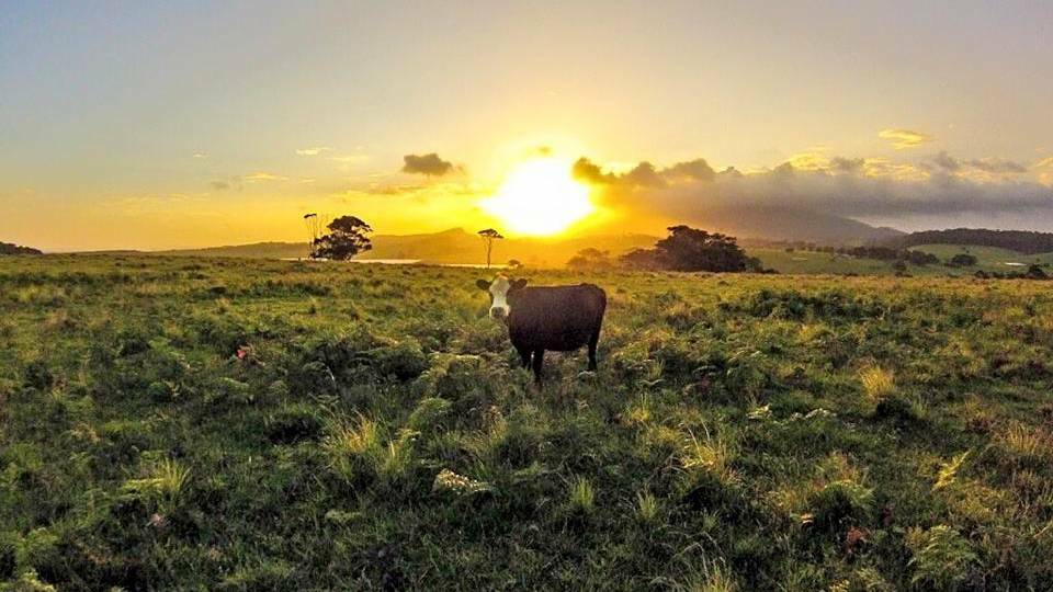 MYSTERY BAY: Narooma News journalist Stan Gorton snapped this sunset shot featuring a cow at Mystery Bay.