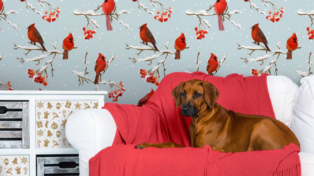 Sleigh them with wallpaper: A quirky wallpaper design like this one from Pixers will ensure you enjoy a festive look all year round.