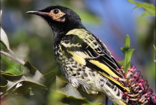 A regent honeyeater at Kalaru in September 2009 in a garden of native plants. Picture: Max Sutcliffe