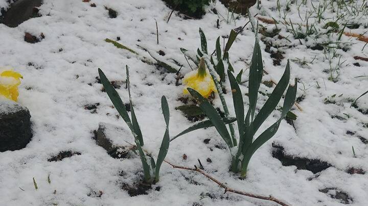 As rain fell across the South Coast some areas also received some Spring snowfall. Picture: Events Nimmitabel Facebook