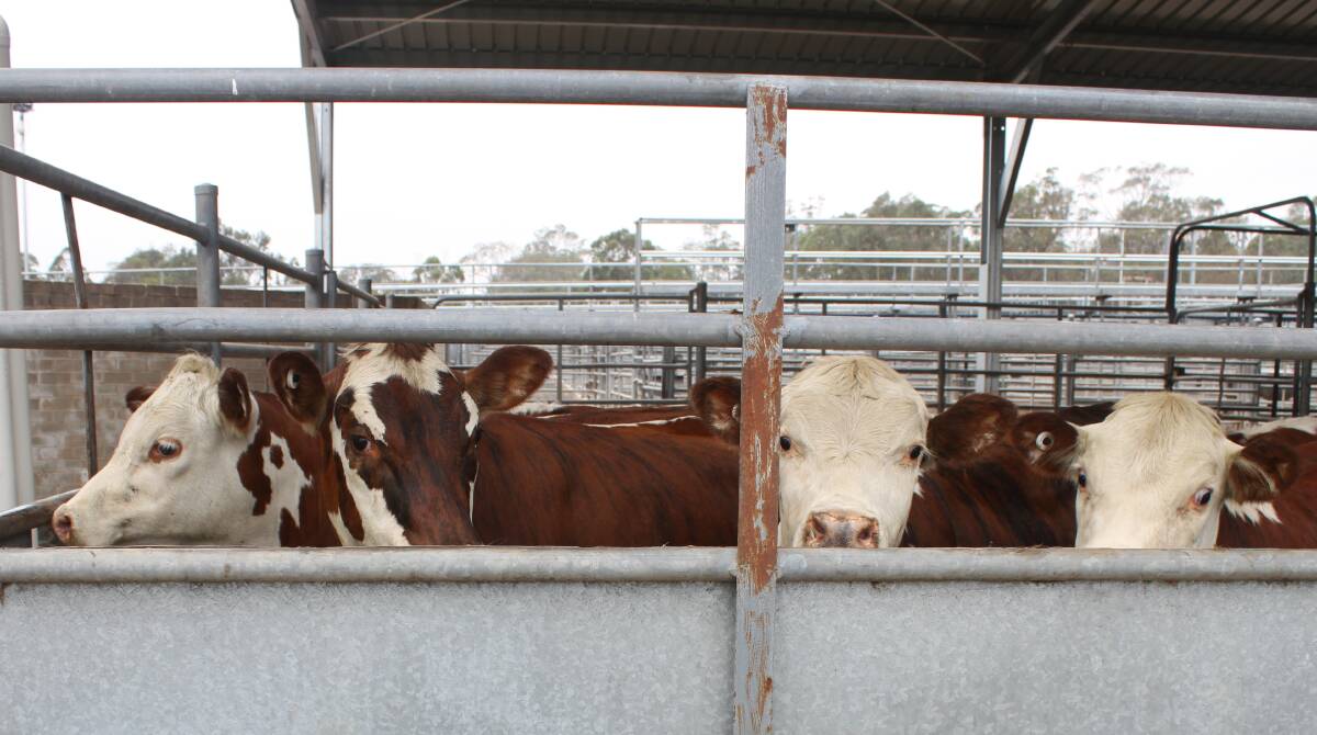 Cattle at the Bega Saleyards on Tuesday. Picture: Alasdair McDonald