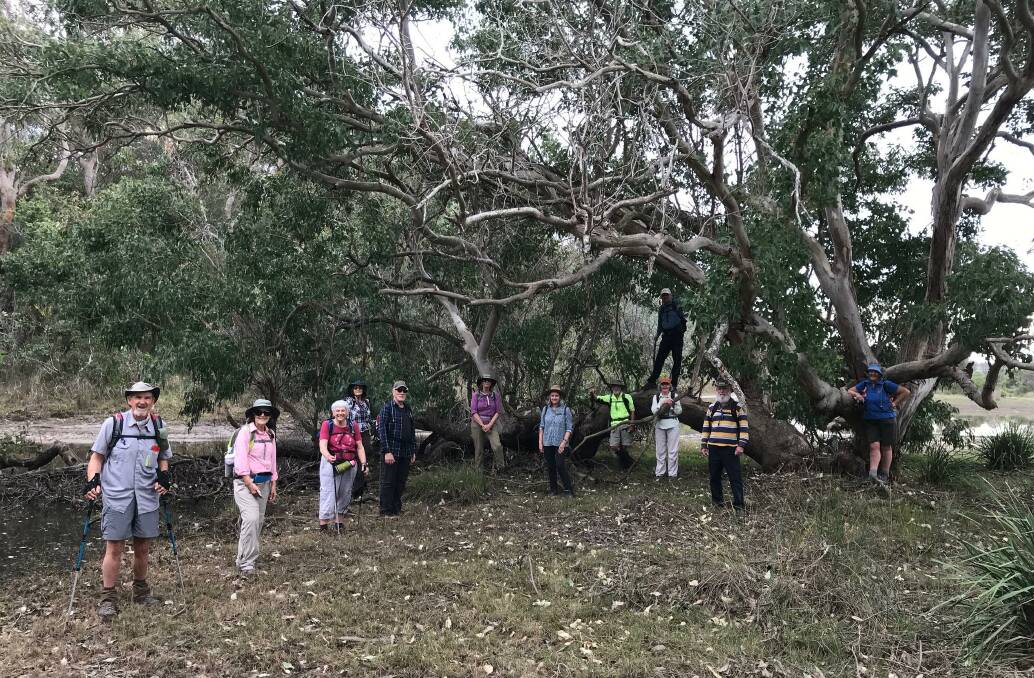The Batemans Bay bushwalkers Coila Lake hike group took advantage of a large forest red gum (E Tereticornis) which had partially fallen over but not died making a great background for their photo.