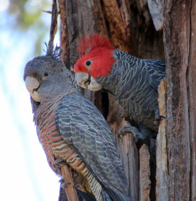 A pair of endangered gang gang cockatoo's looking for tree hollow to nest in.