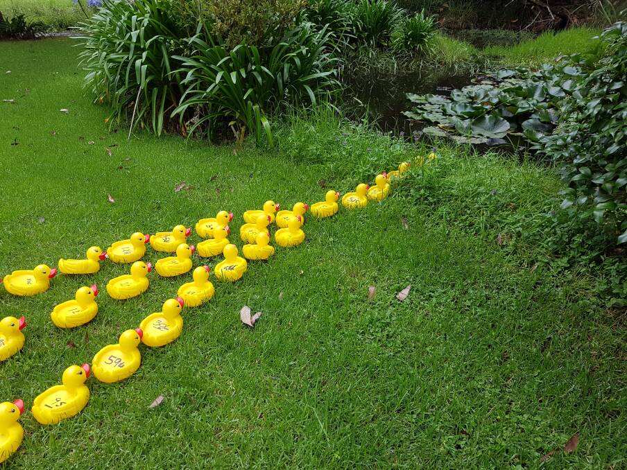 These ducks were spotted by Race photographer Mike Young heading to the creek for training for the big Australia Day Narooma Rotary Duck Race.