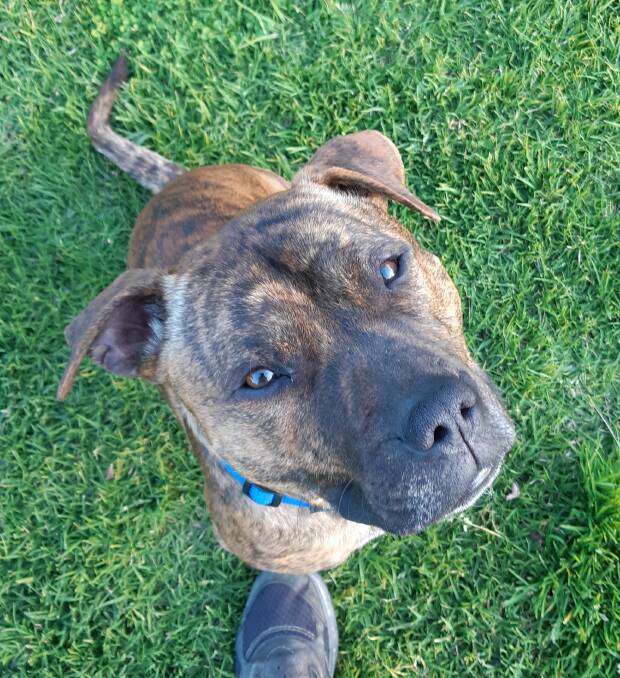 Animal Welfare League Pet of the Week is Harley the two year staffy x that is looking for a new forever home and a loving owner to guide him through his training.