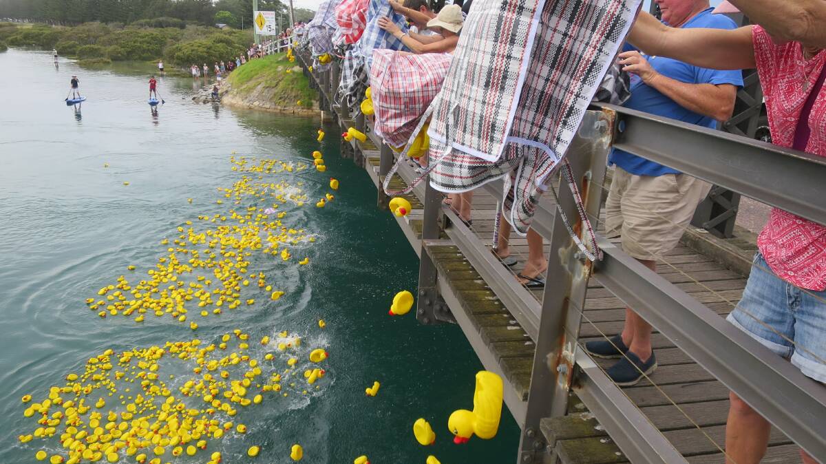 Many ducks are looking to improve their performance in this year's Australia Day Narooma Rotary Duck Race. Shown is the start of last year's race.