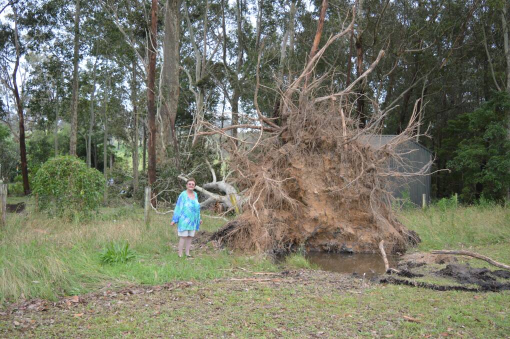 Bodalla resident Meg Audsley stands next to a huge spotted gum that was ripped from the ground during Saturday's freak storm. The spotted gum had a domino effect taking out more trees and finally crushing a shed.