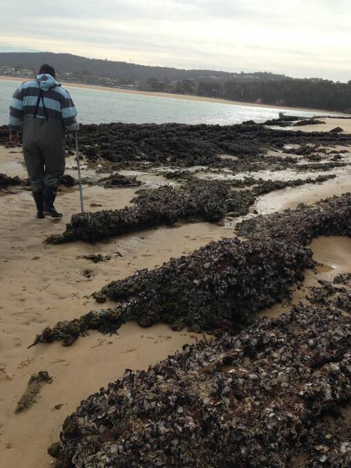 Merimbula oyster beds. Photo Merimbula DPI.