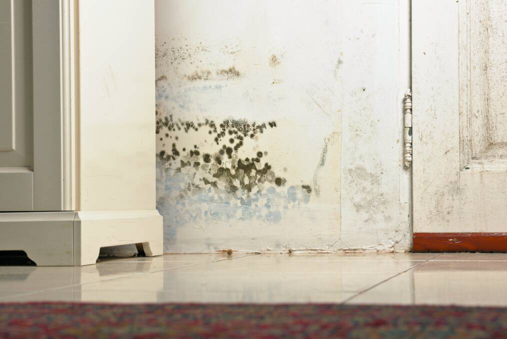 TELLTALE SIGN: Humid, wet weather triggers mould outbreaks, which often appear as a black, green and white patch on the walls or ceiling.   